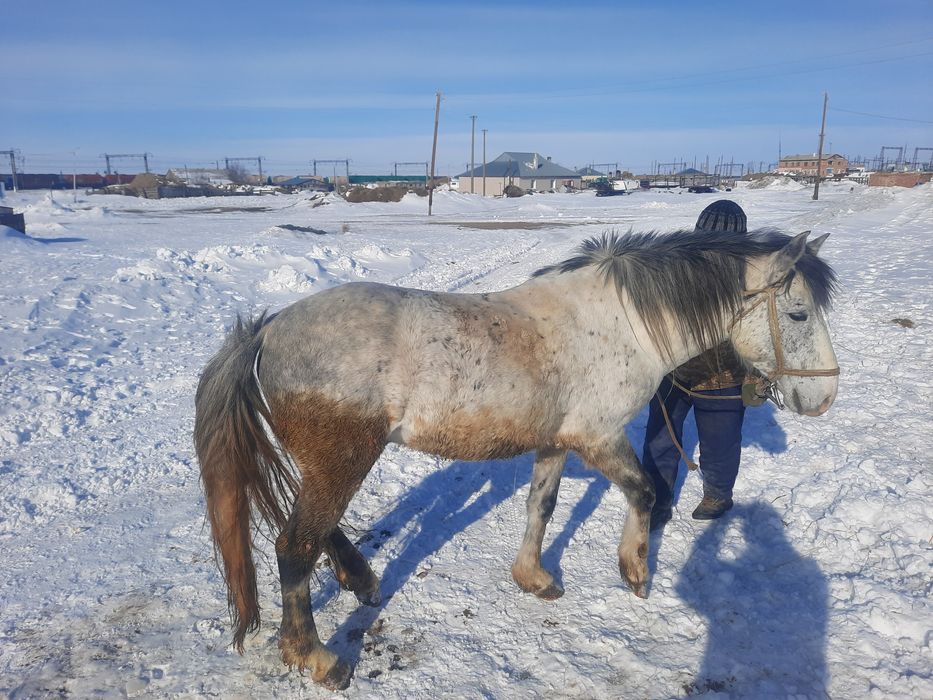 Семіз аттар сатылады.