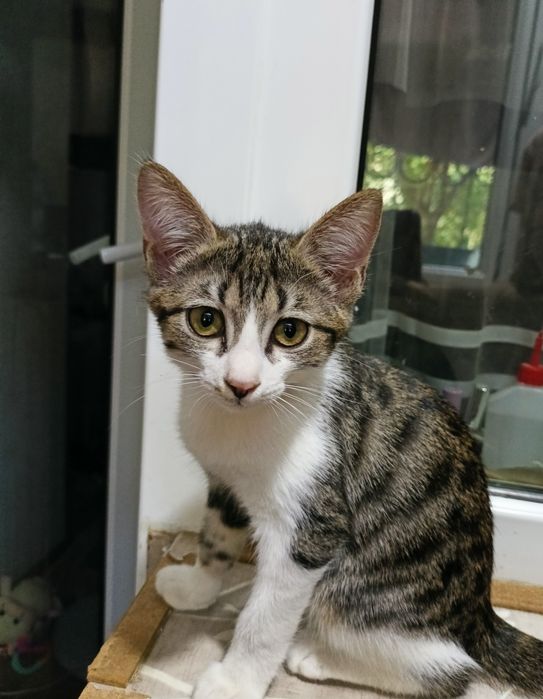 Пристраивается котёнок