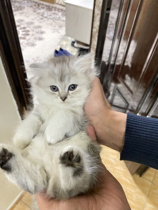 Кошки пародистые