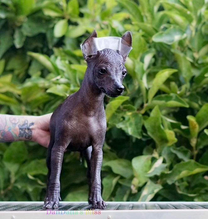 Xolo mini/xoloitzcuintli mini/mexican fara par cu pedigree - baietel