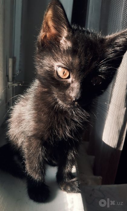Кошечка Мия (3 мес)