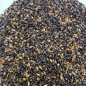 Семена Суданской травы