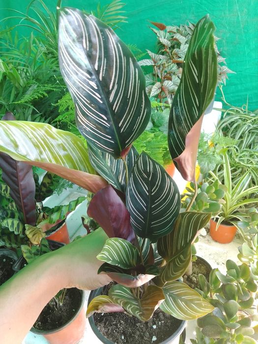 Азалия вся цветущая