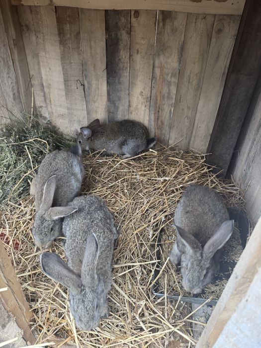 Iepurasi urias german 2 luni