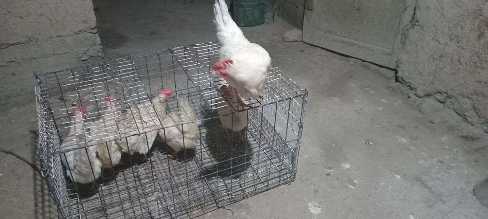 Ломан синди товуклари