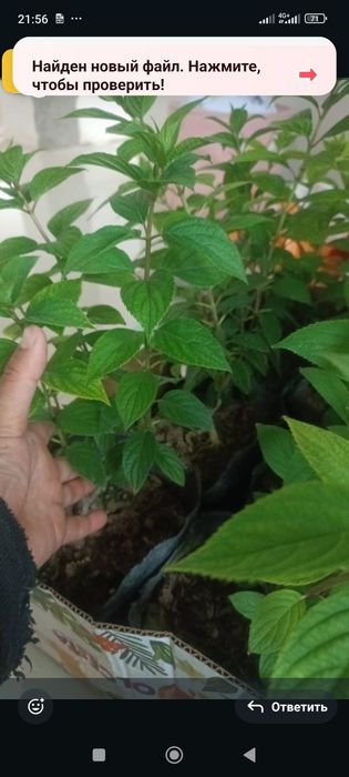 Лаванда,размарин