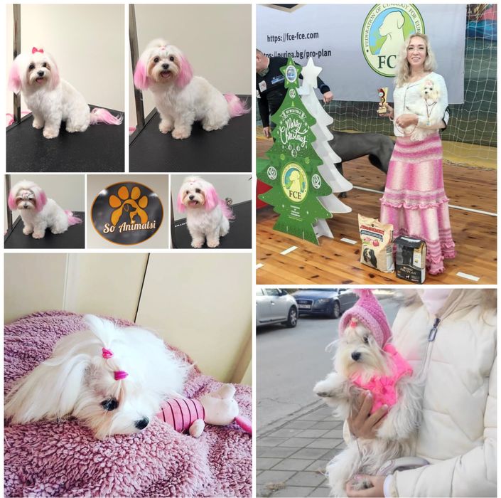 Малтипу Maltipoo Teacup/пудел Teddy. VIP ultra mini micro