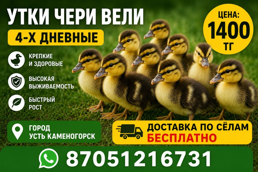 Продам утят чери вели