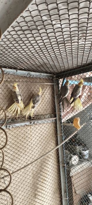 Кореллы молодые 4 месяца