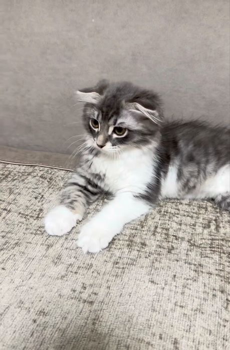 Котёнок, девочка, 3 месяца