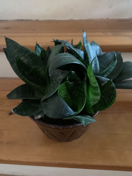 Домашнее ростение