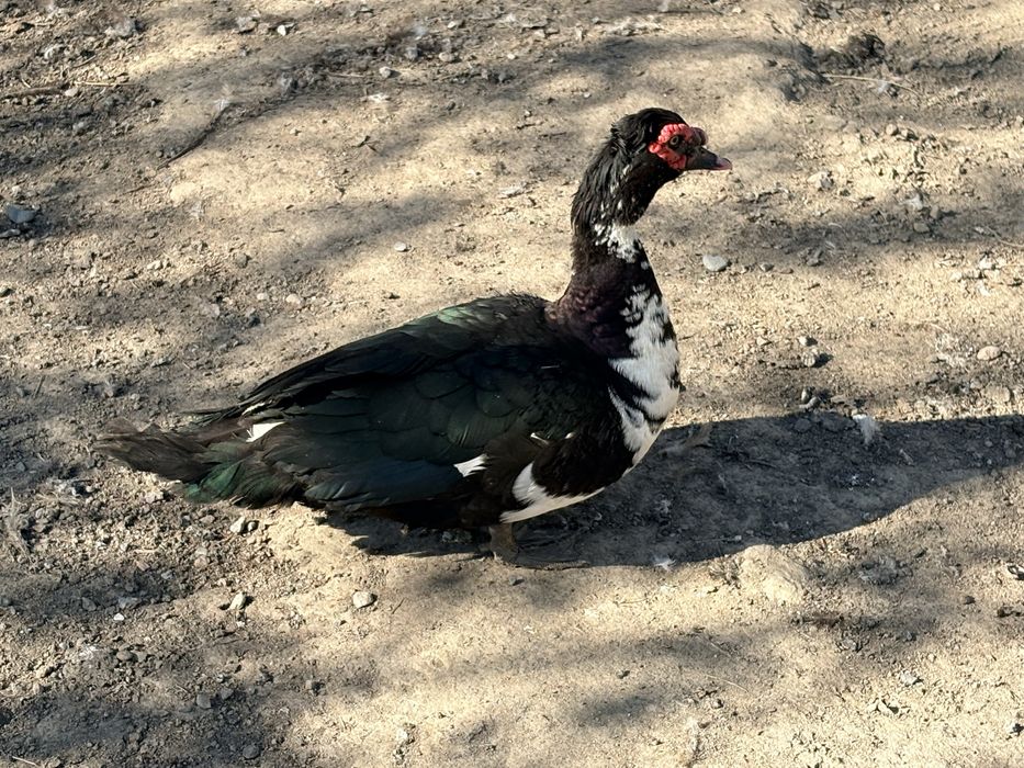 Индоутка Селезень племяной.