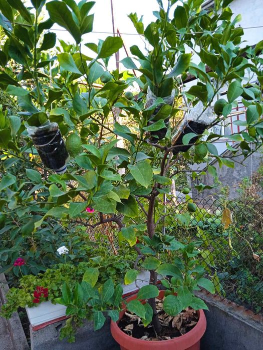 Продавам лимон,бенджамин,китайска роза