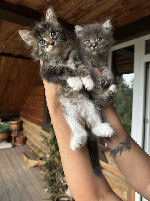Котята в добрые руки