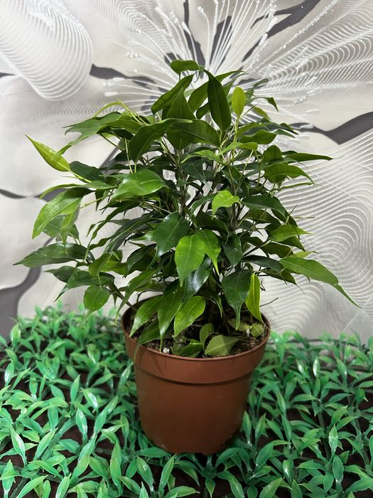 Комнатные  цветы