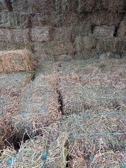 Vind baloti de lucerna