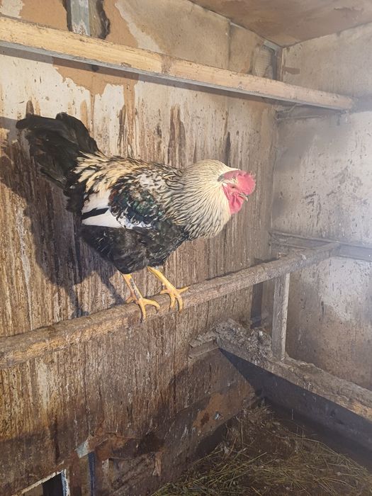 Продам молодых петухов