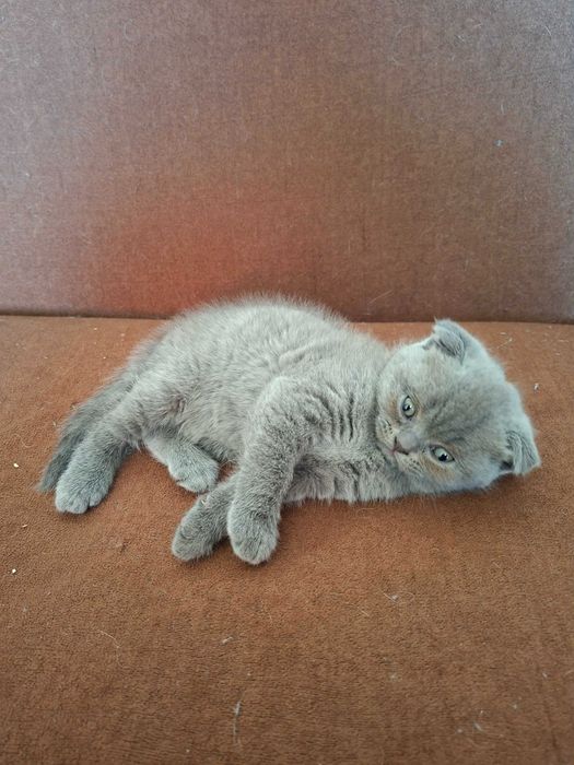 Шотландски клепоухи котета