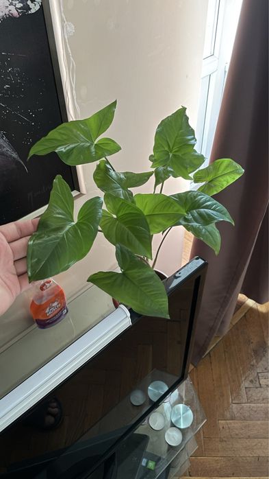 Растения 3 горшка