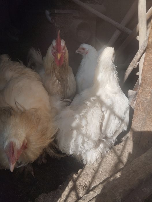 Куры породы Коханхин