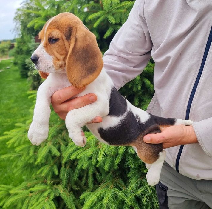 Pui Beagle Pedigree