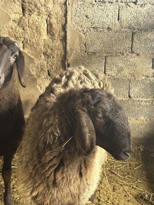 Қой сатылпды 1 қошкар 2 қой