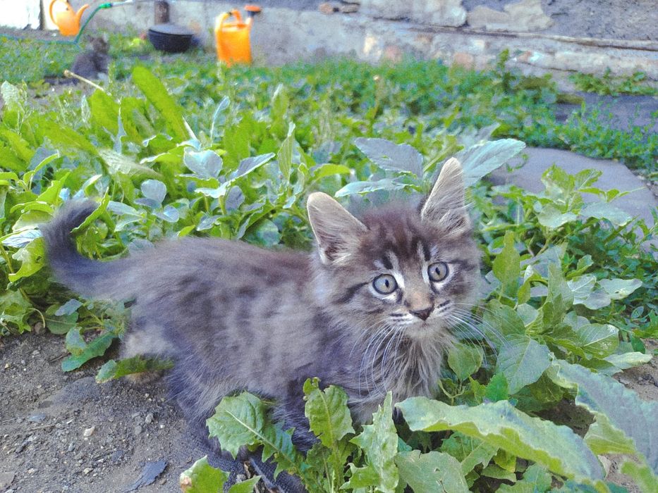 Котята. Раздаём. Доставим.