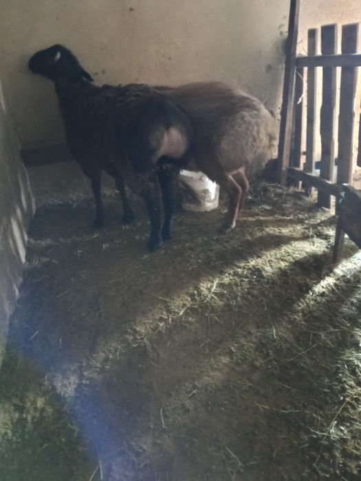 Кошкарлар гисар тукымдыка сатылады