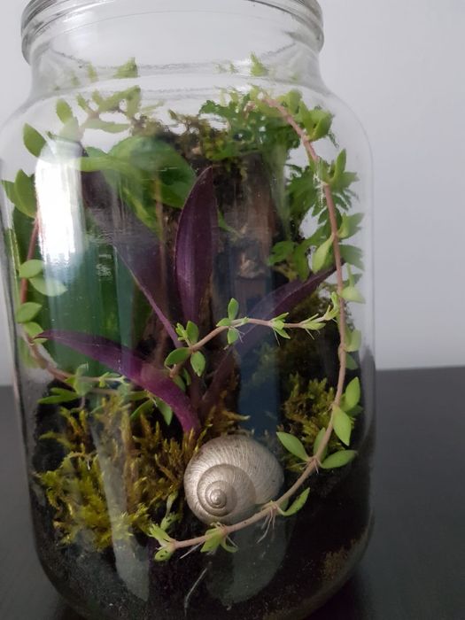 Terariu plante naturale