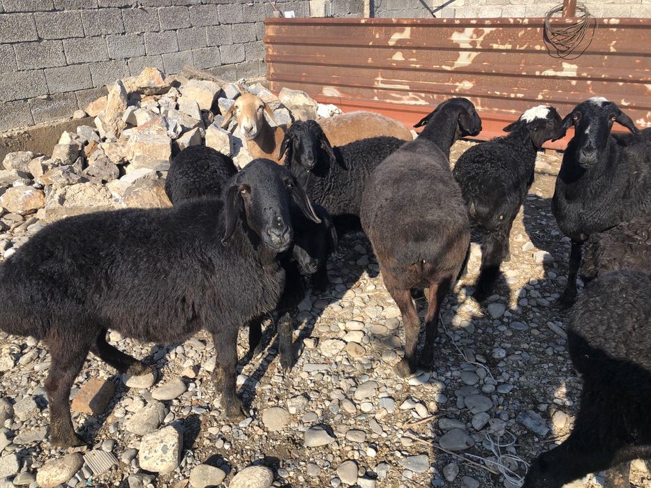 Қозылы қой сатылады