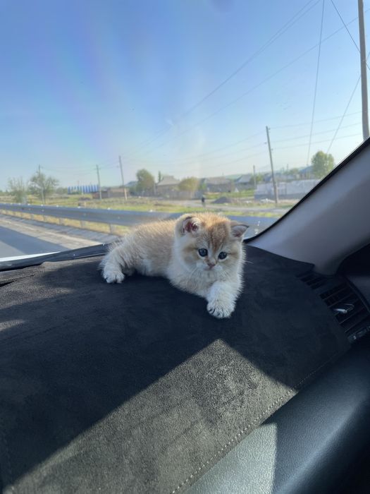 Британская шиншилла золото