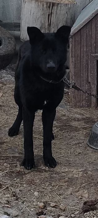 Отдам в хорошие руки