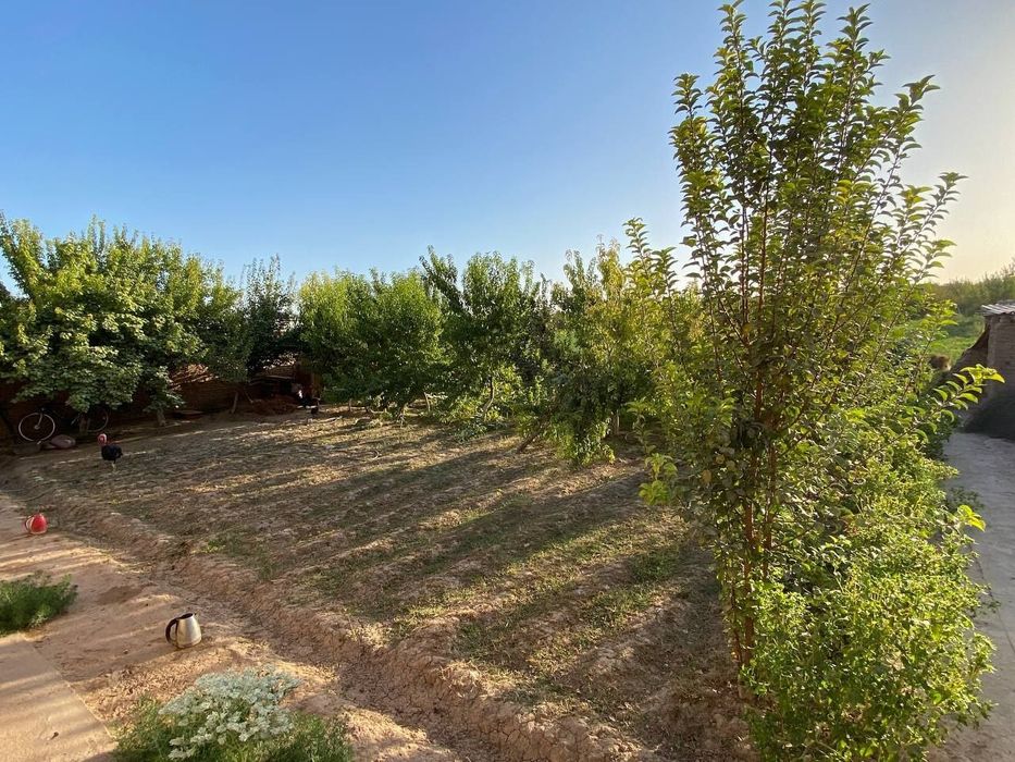 Surxondaryo viloyati Angor tumani Yangi shahar to'yxonasi yaqinida