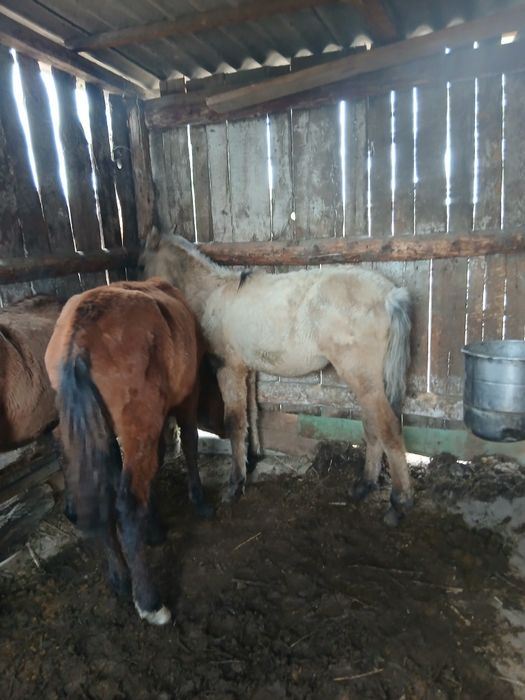 Продам срочно продам