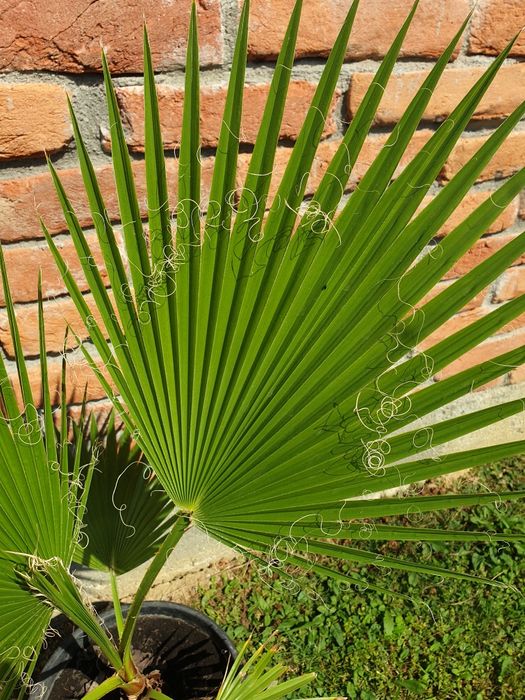 Vand palmier Washingtonia