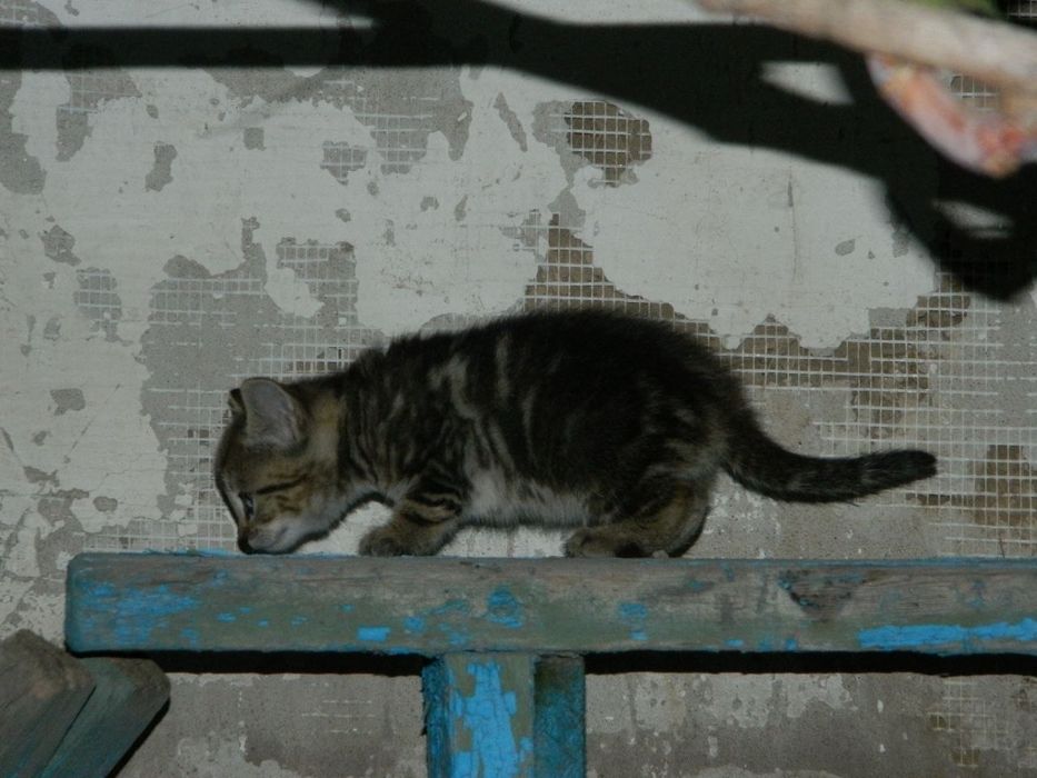 Породистые котята