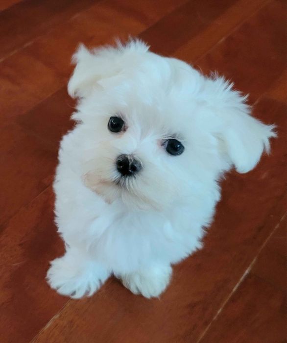 Bichon maltez mini toy