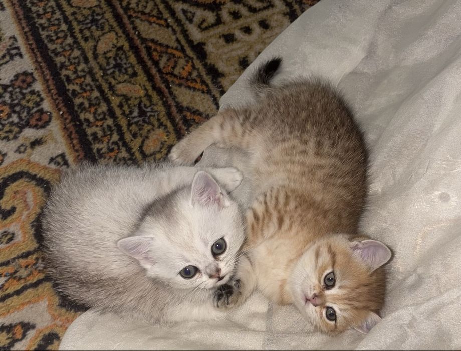 Котята британские короткошёрстные