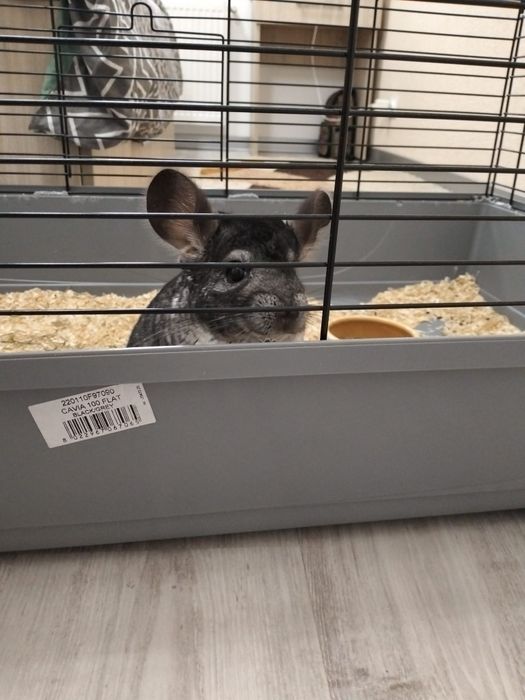 Chinchilla de vanzare