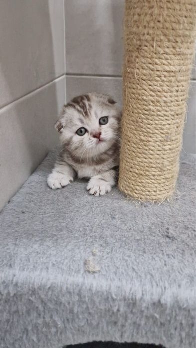Scottish fold pedigree tip A