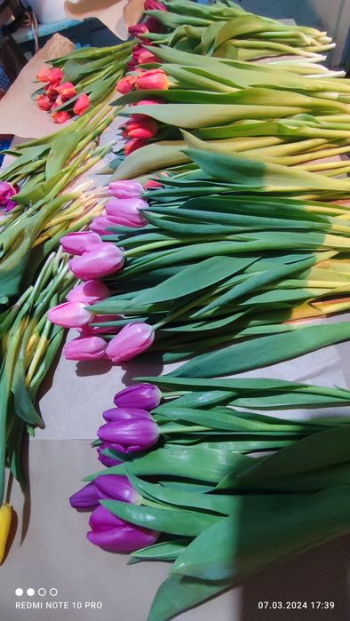 Голландские Тюльпаны к 8 Марта !!!