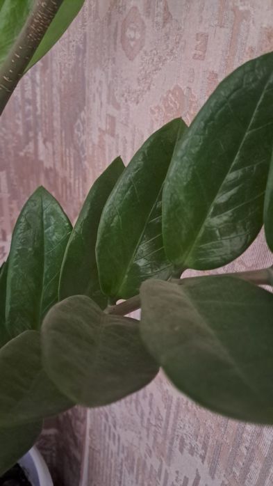 Продам домашние цветы долларовое дерево