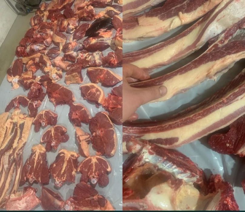 Продам мясо конина Согым 1.5 и 2.5 года