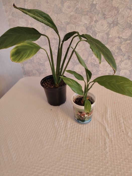 Продам или обменяю женское счастье