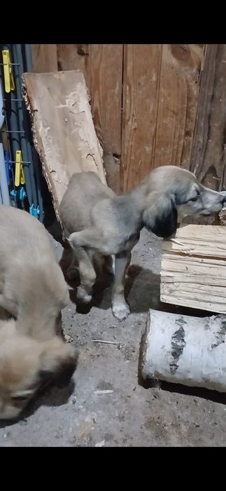 Продам тазы хороших кровей