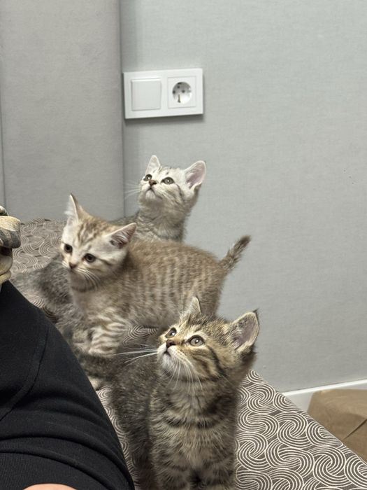 Продам породистых котят
