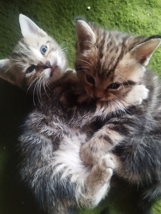 Отдам даром котят