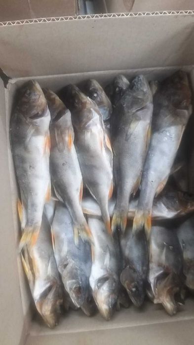 Копчёная рыба  пелядь боровое