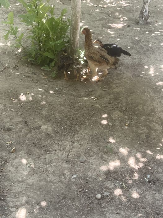 Dakan tovuq va jojalar sotiladi