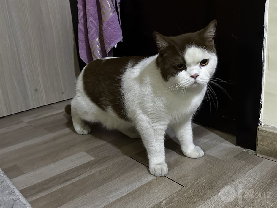 Продаю британскую короткошёрстную кошку